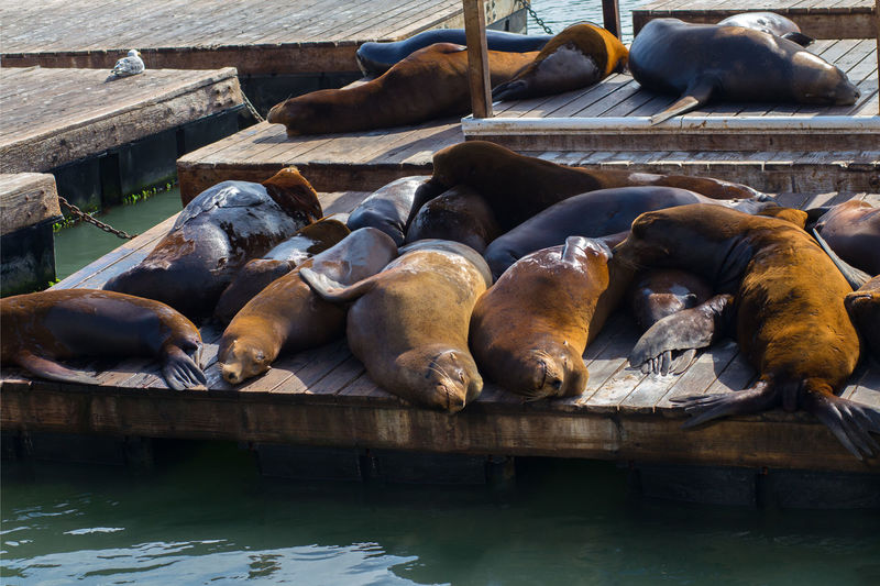 Group of sea lions on wooden docks sleeping on san francisco bay, at pier 39