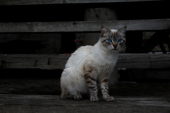 50 Stray Animal Pictures Hd Download Authentic Images On Eyeem