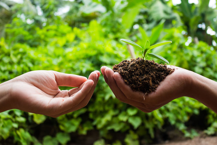 Close-up of hand holding plant
