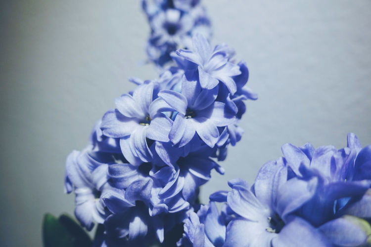 Close-up of purple flowering plant