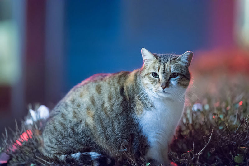 Portrait of stray cat on bush