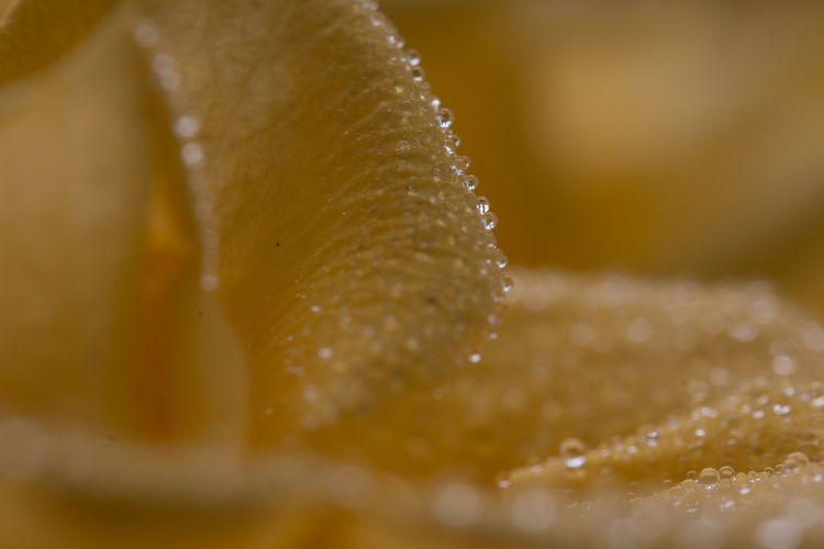 Cropped image of wet yellow flower petal