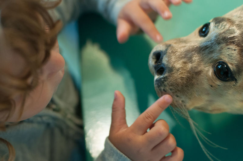Cropped image of boy touching seal in zoo