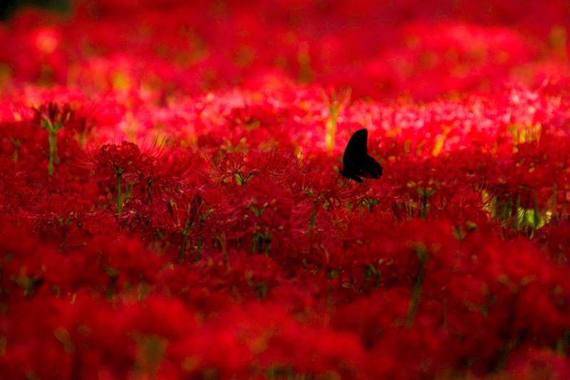 Silhouette bird perching on red flower