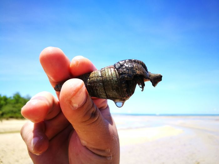Close-up of person holding shell by sea against sky