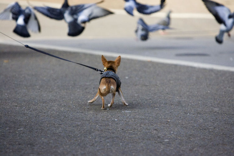 Dog running towards flock of birds on street