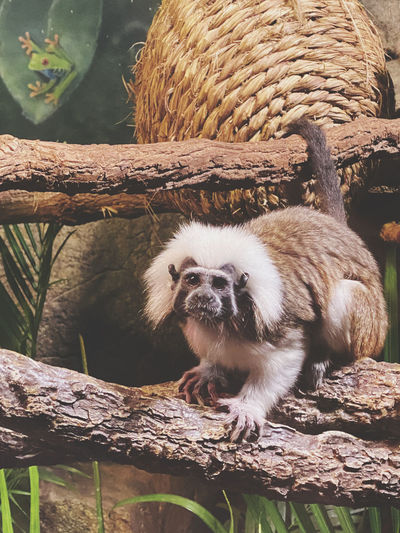 Portrait of monkey sitting on branch
