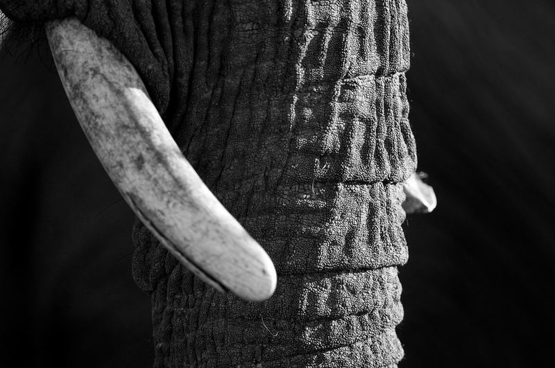 Close-up of elephant tusk