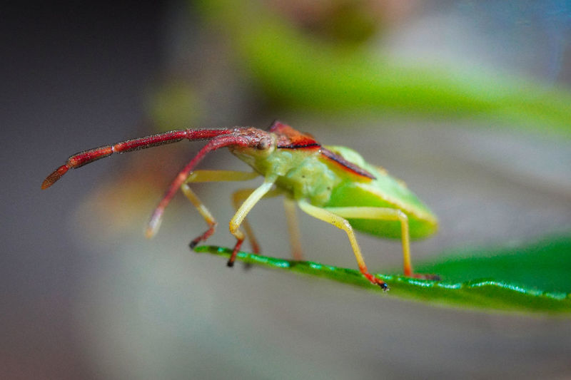 Close-up of green  insect