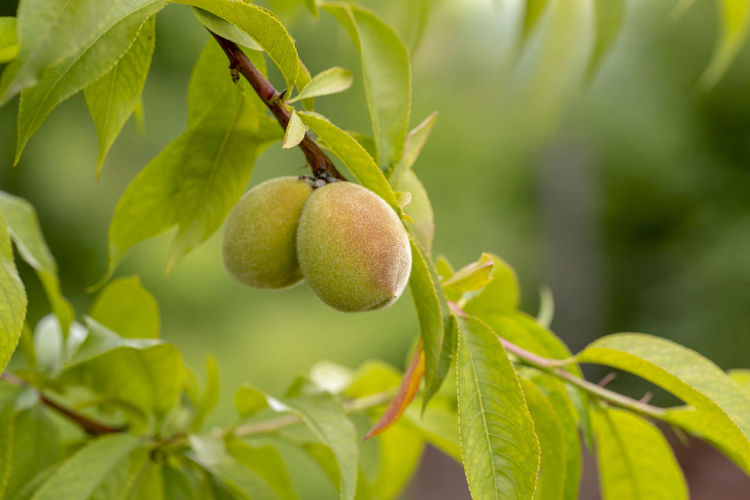 Young sweet peaches growing on a peach tree during springtime.