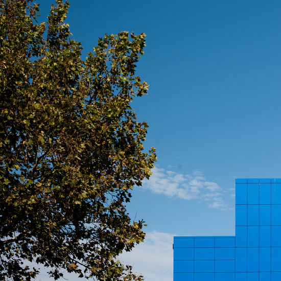Low angle view of tree and building against blue sky