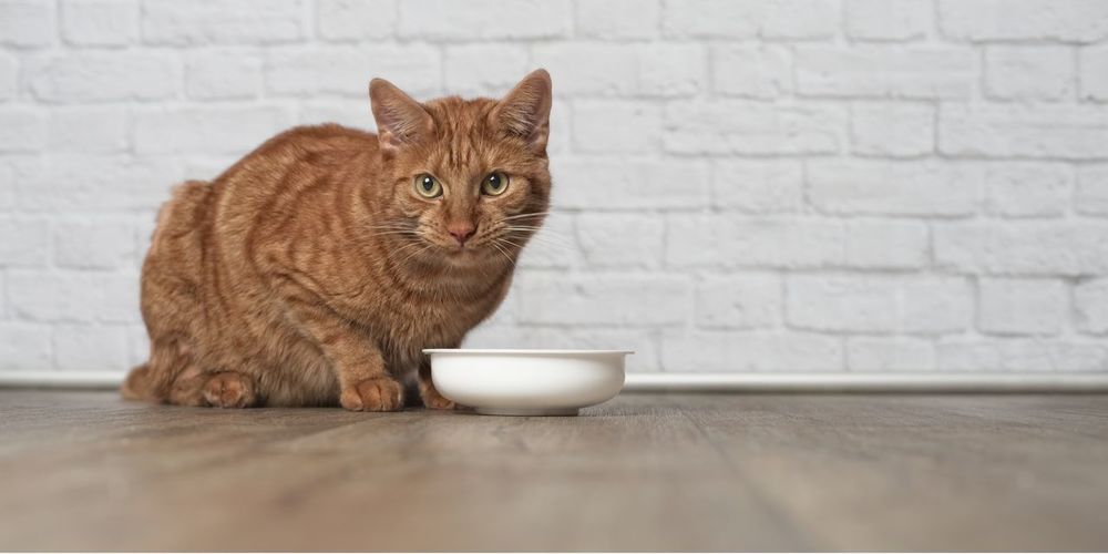 Portrait of cat sitting by bowl on hardwood floor