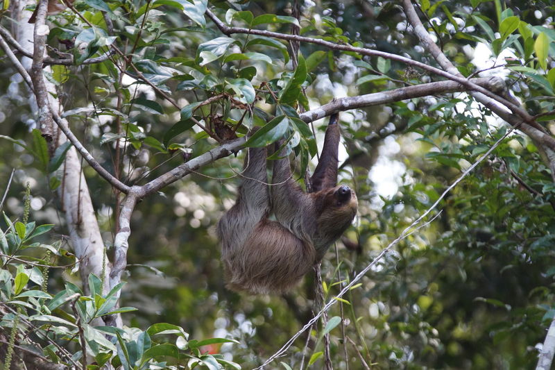 Sloth in motion hanging in tree