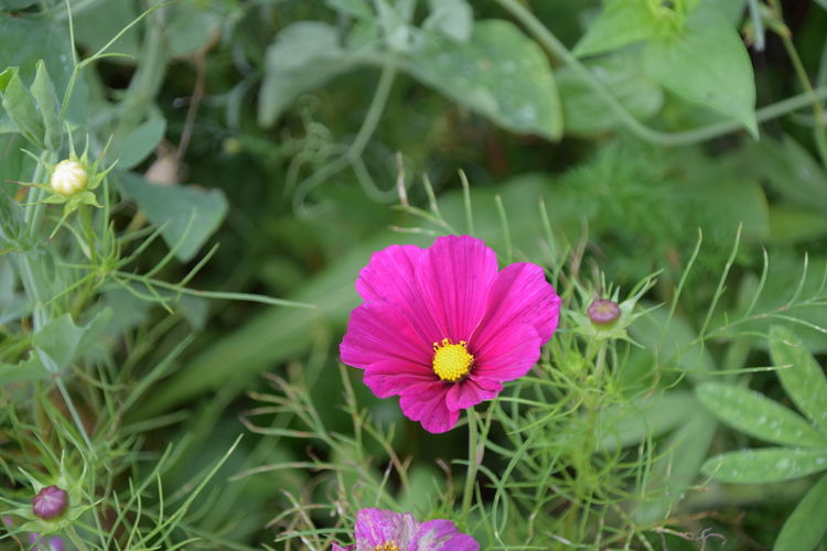 Close-up of pink flowering plant