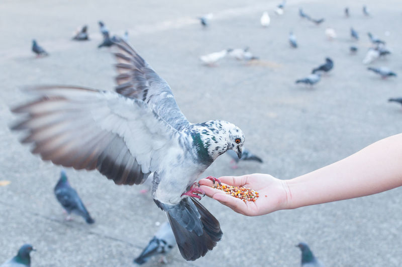 Cropped hand feeding pigeon