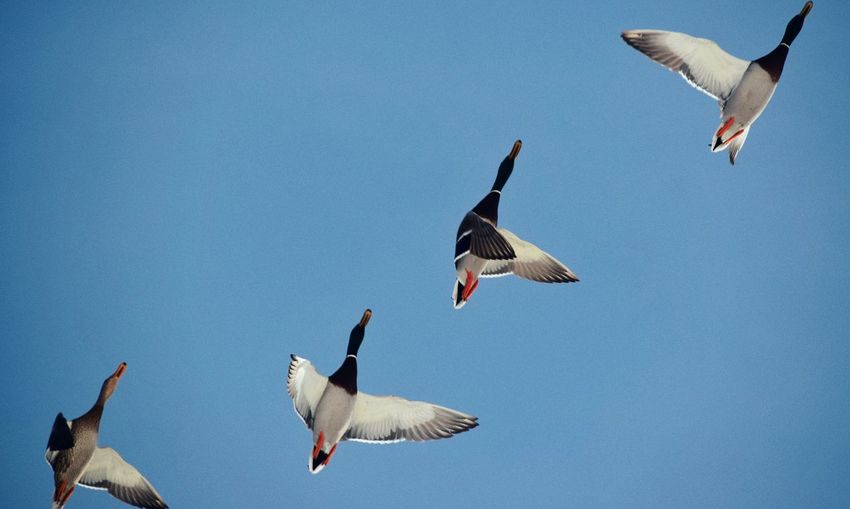 Low angle view of ducks flying against clear blue sky