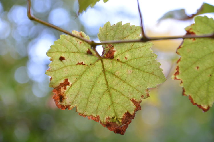 Close-up of leaf growing on tree