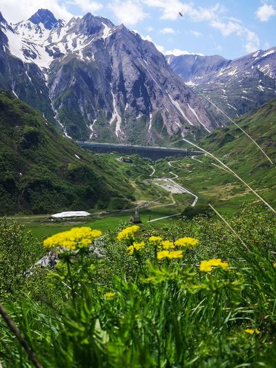Scenic view of flowering plants on field against mountains