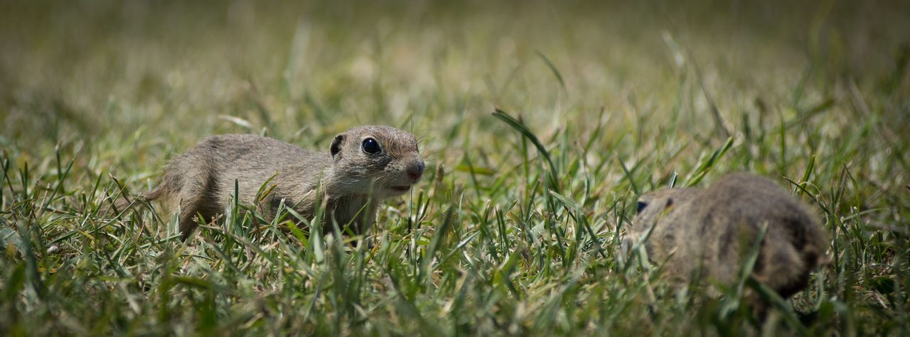 Side view of gerbil sitting in grass
