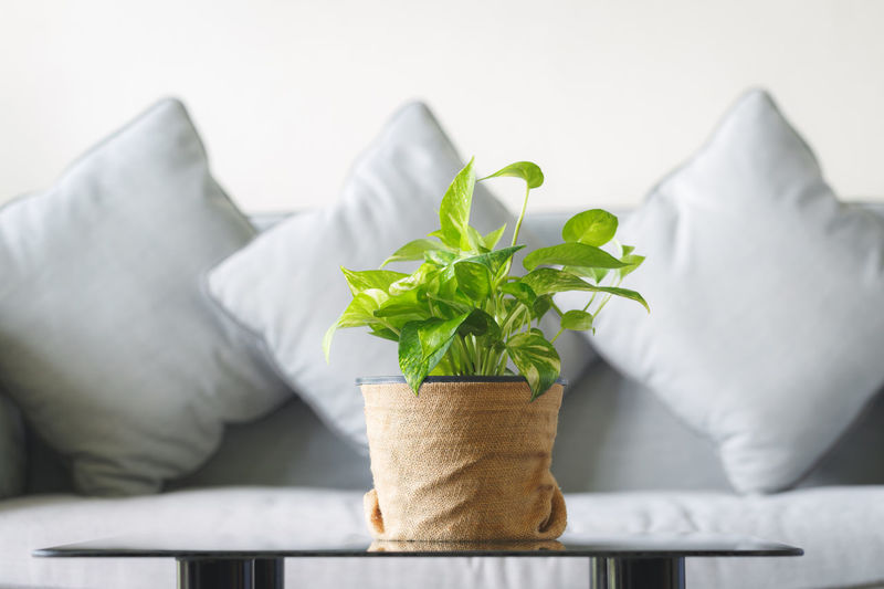 Close-up of potted plant on sofa at home