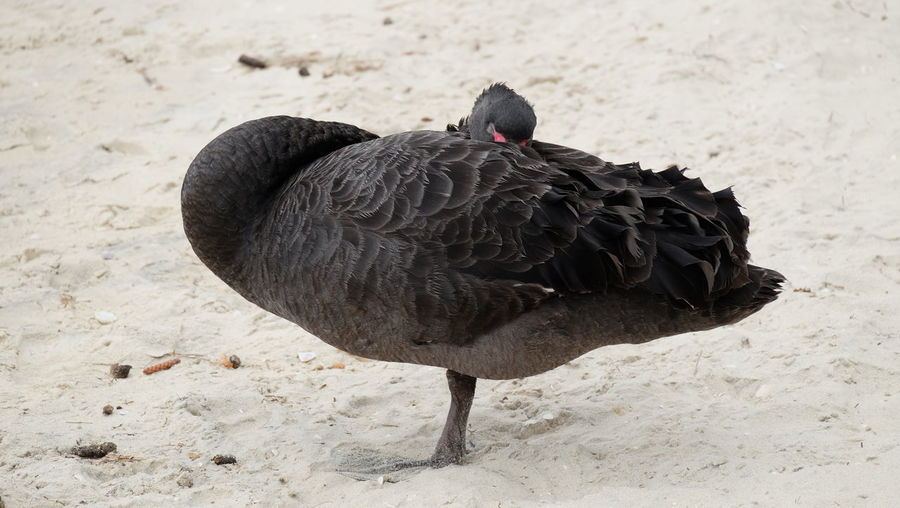 Black swan on field