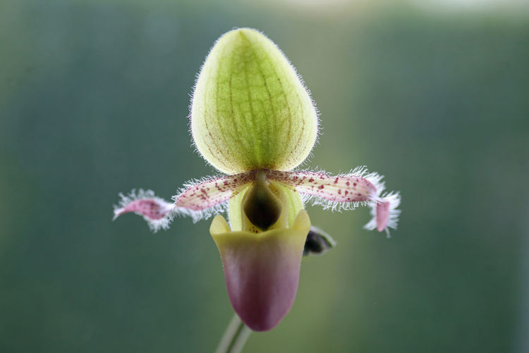 Close-up of flowering plant