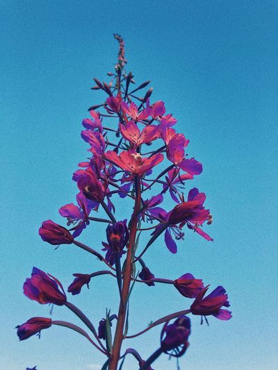 Low angle view of pink flowering plant against clear blue sky