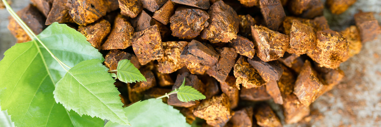 Gathered foraged chaga mushroom wild birch tree fungus used in alternative medicine for brewing tea