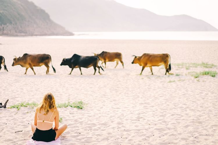 Rear view of woman sitting by cows at beach against sky