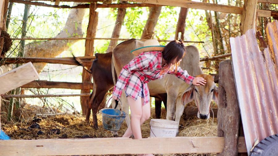 Woman touching cow while standing at farm