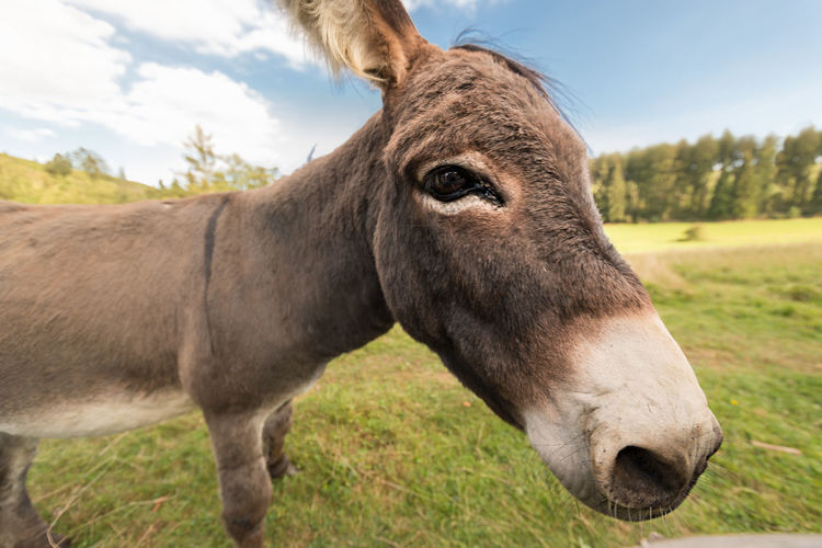 A donkey stands on the meadow in natural landscape. wide angle photo enlarges the head