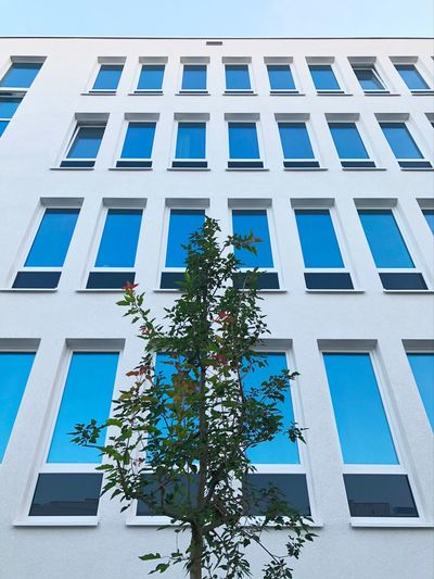 Low angle view of tree by building against blue sky