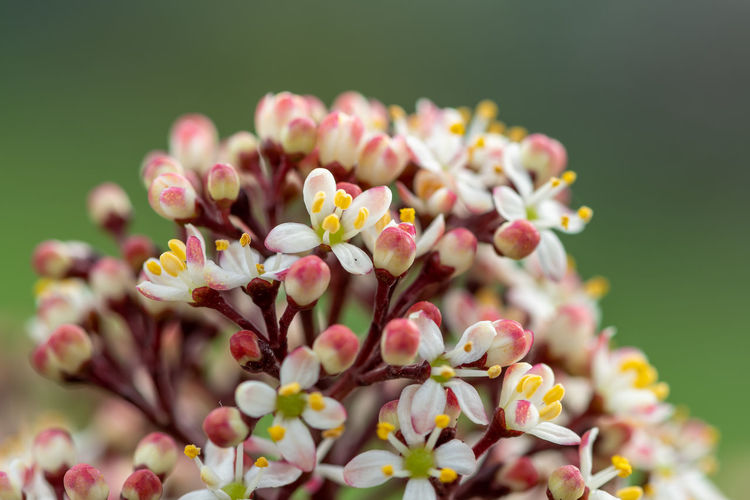 Close up of japanese skimmia flowers in bloom