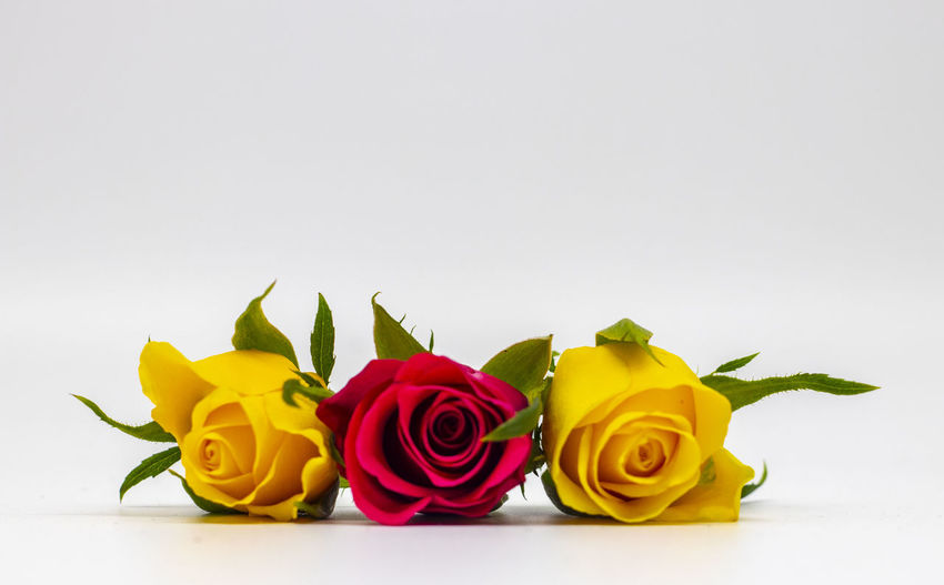 Close-up of yellow roses against white background