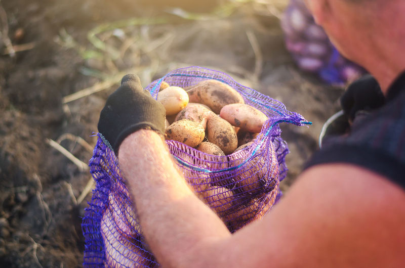 A farmer fills a mesh bag with harvest potatoes. harvesting potatoes campaign on farm plantation