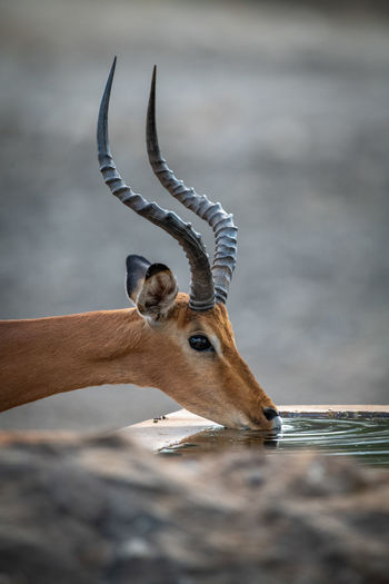 Close-up of male common impala at trough