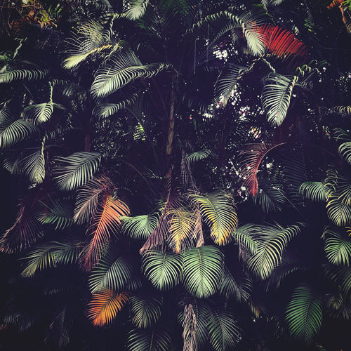 Low angle view of palm trees