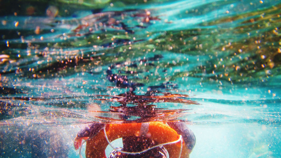 Close-up of fish swimming in sea