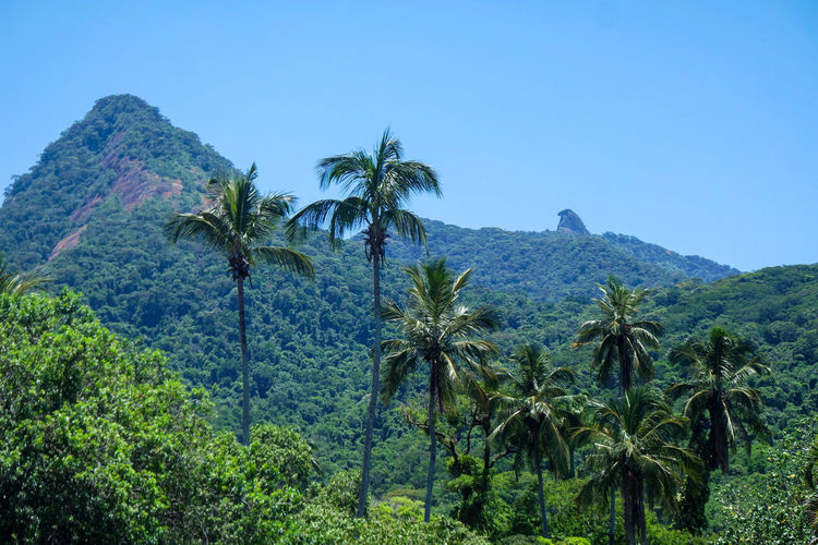Scenic view of palm trees on mountain against clear sky