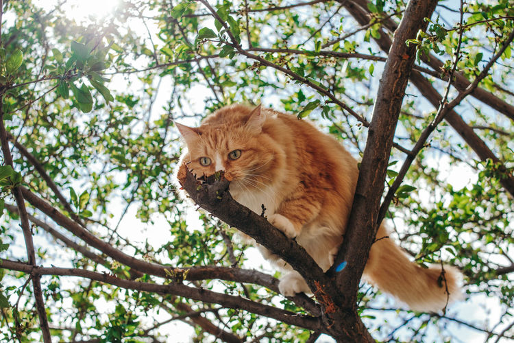Low angle view of a cat on tree
