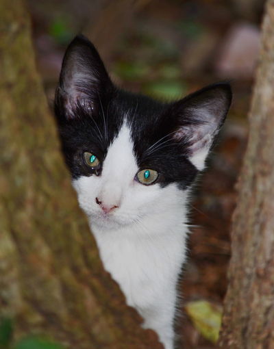 Close-up portrait of cat