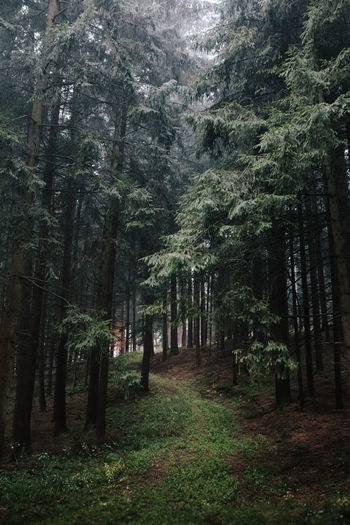 Trees in forest