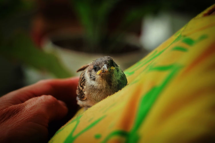 Close-up of a hand holding bird