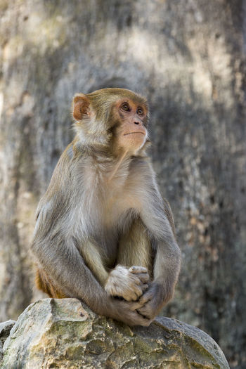 Low angle view of rhesus macaque monkey sitting on rock in dappled light