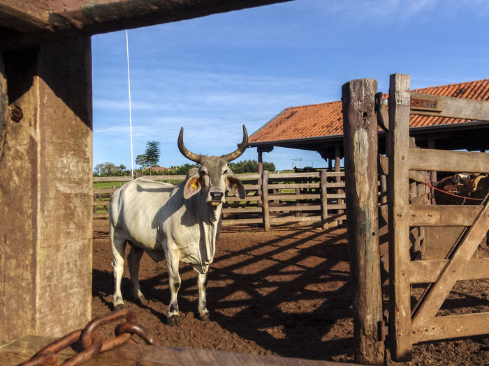 Portrait of guzera bull inside on the wooden corral in a ranch in brazil