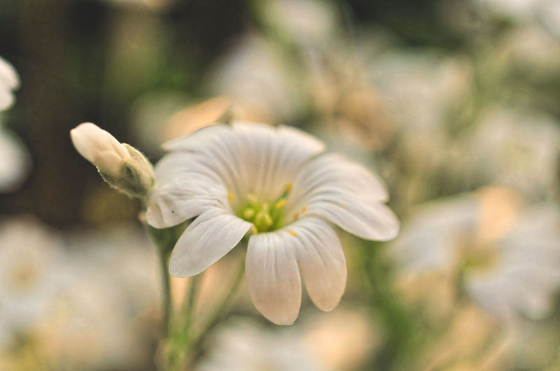 Close-up of white flower 