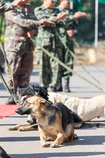 Army soldier with dog, training dogs of war