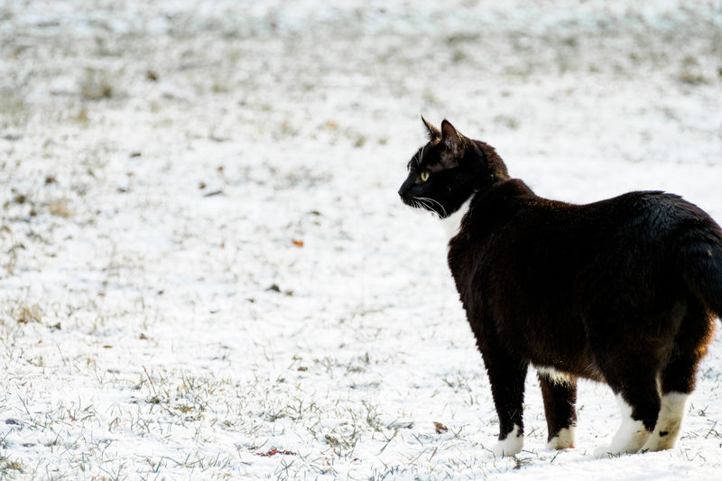 Cat standing on field