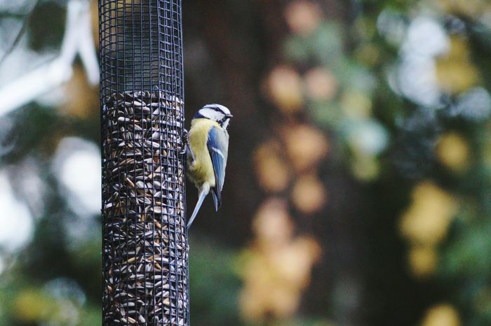 50 Bird Feeder Pictures Hd Download Authentic Images On Eyeem