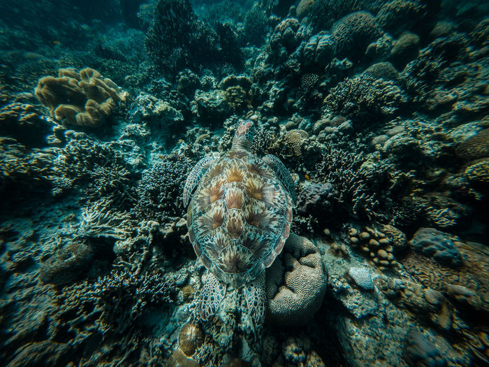 Close-up of turtle swimming undersea